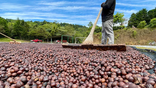 Whole specialty coffee cherries drying under the sun on patios via the natural process - Dealers School