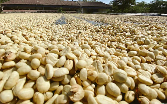Café de especialidad en pergamino secándose en patios de secado solar tras el proceso lavado - Brewing Dealers