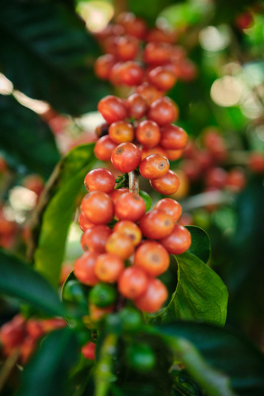 Pink Bourbon specialty coffee variety from Huila Colombia - Brewing Dealers.