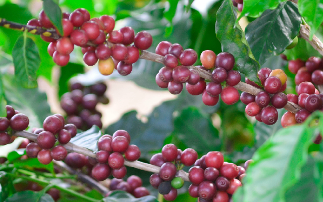 Catuai coffee cherries