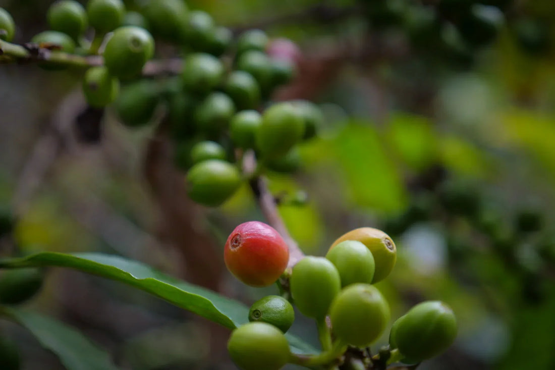 Rare coffee varietal, Yemenia, on the plant