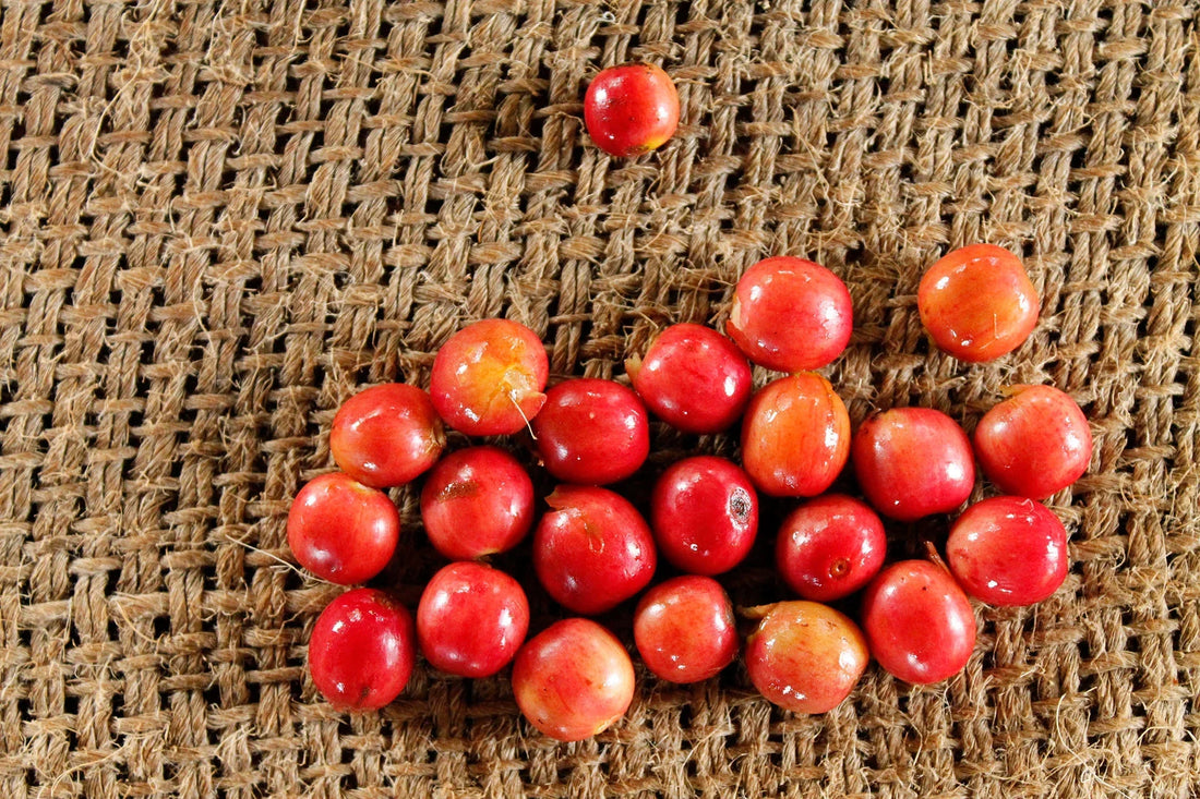 Freshly picked Batian Coffee Cherries. From Kenya.