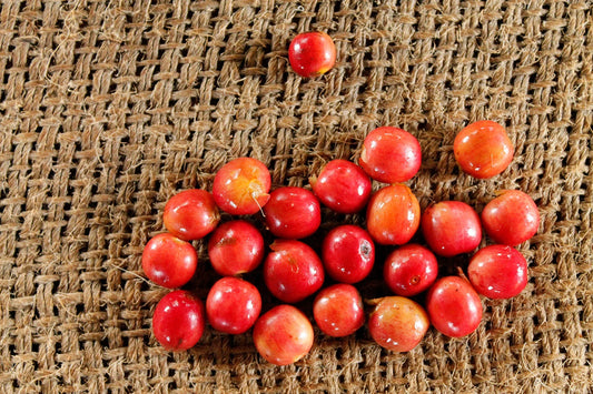 Freshly picked Batian Coffee Cherries. From Kenya.