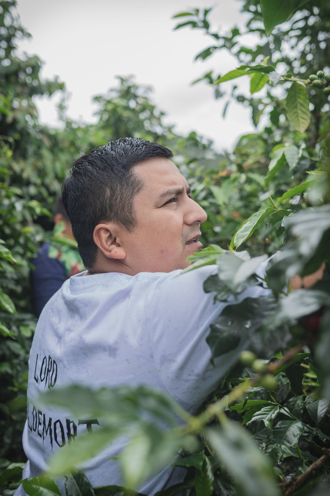 Deiro Garcia at Finca Lord Voldemort selecting coffee cherries.