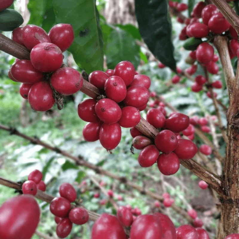 Red Wush Wush specialty coffee cherries showing high sugar concentration - Brewing Dealers