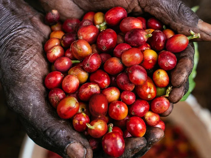 SL28 heirloom coffee variety bred by Scott Agricultural Laboratories - Dealers School