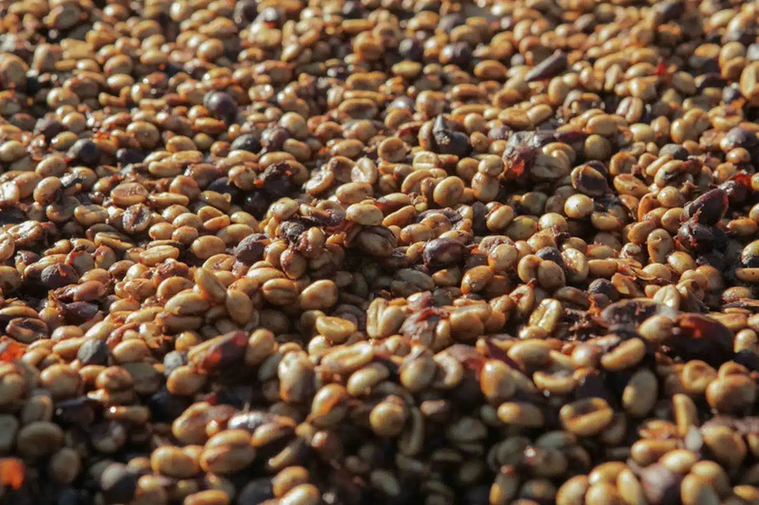 Beans that are going under a carbonic maceration process. 