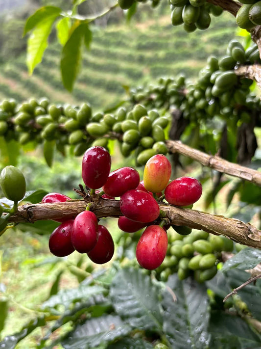 Red Java Coffee Cherries in a tree.