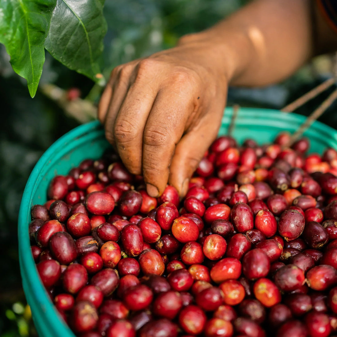 aragogype coffee plant mutation discovered in Bahia Brazil with characteristic giant leaves