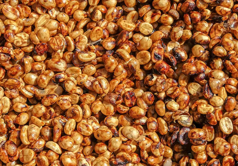 Sticky mucilage-coated specialty coffee beans drying on raised beds during the honey process - Dealers School