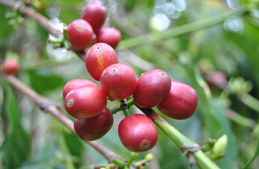 Geisha specialty coffee beans with characteristic elegant tea-like profile - Brewing Dealers