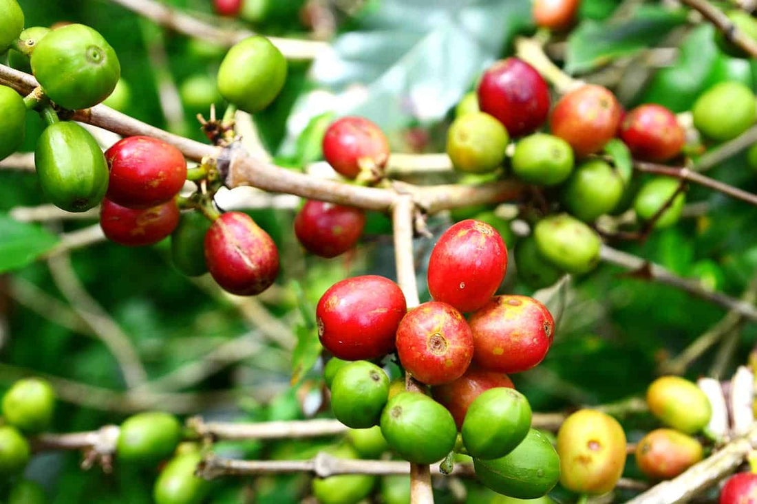 Exotic Caturra cherries
