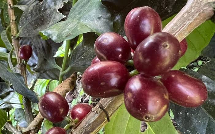 Bourbon Sidra Cherries