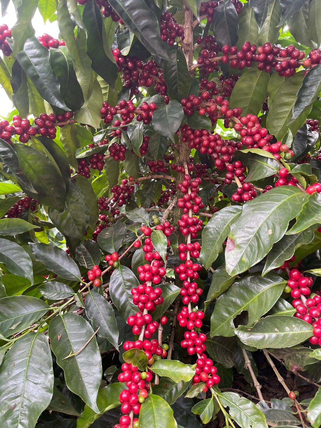 Catigua